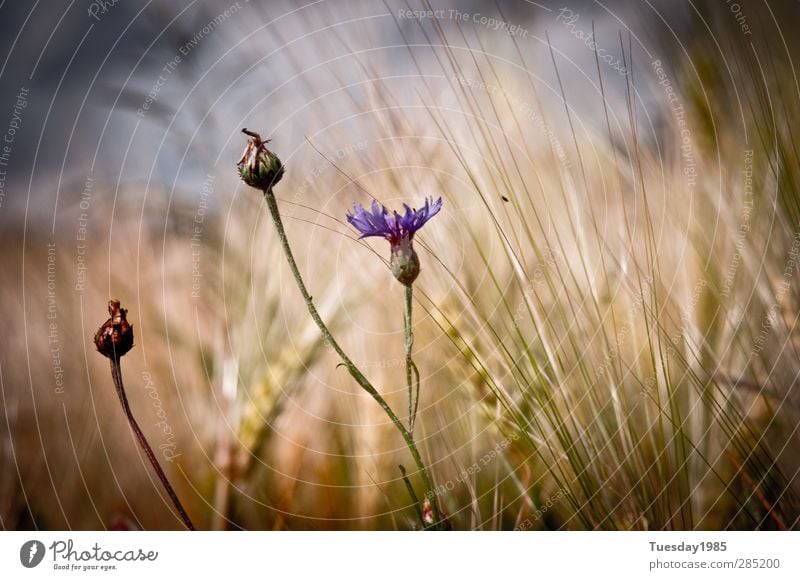 letzter Sommerbote Natur Landschaft Pflanze Tier Schönes Wetter Gras Sträucher Nutzpflanze Wildpflanze Wiese Feld Schutz Farbfoto Außenaufnahme