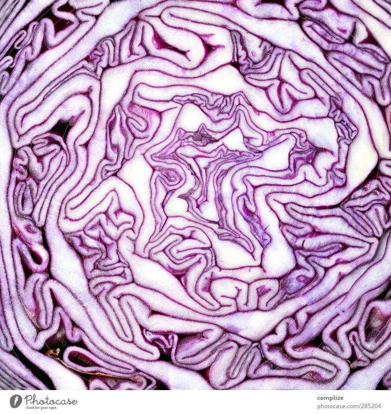 Psychedelic Rotkohl Ernährung Essen Bioprodukte Vegetarische Ernährung Diät Pflanze Tanzen fantastisch violett Rotkohlblatt Musik Strukturen & Formen Kohl