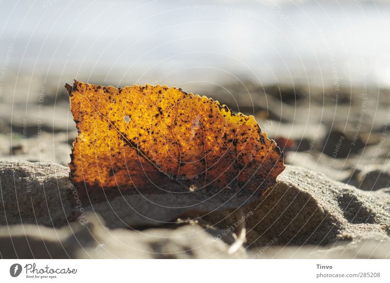 Herbstblatt im Gegenlicht am Strand Umwelt Sonnenlicht Schönes Wetter Blatt Küste Flussufer gelb grau herbstlich Herbstlaub einzeln Sandstrand durchscheinend