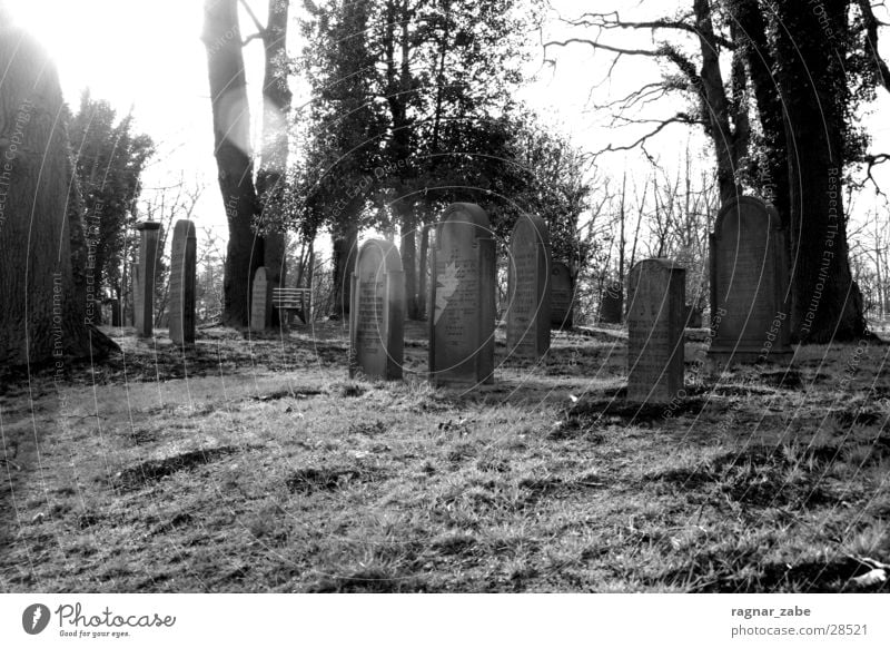 Friedhof Religion & Glaube Baum Gotteshäuser Schwarzweißfoto Jüdischer Friedhof