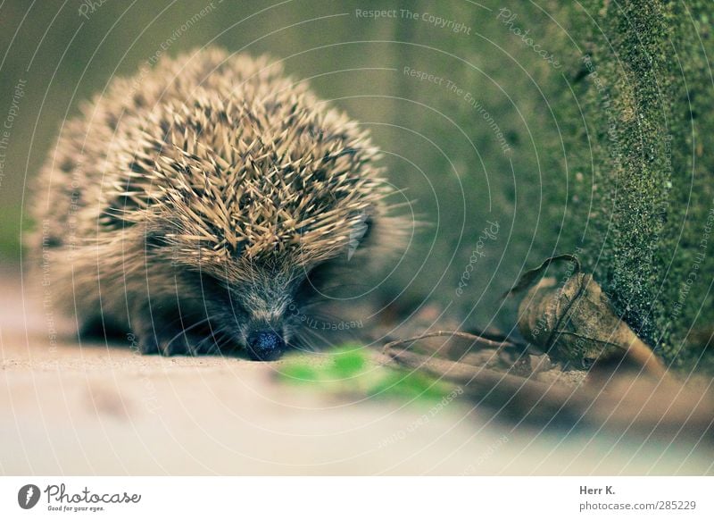 Hurry now Tier Wildtier Igel 1 niedlich fleißig wehrhaft Stachel Gedeckte Farben Außenaufnahme Menschenleer Textfreiraum unten Tag Schwache Tiefenschärfe