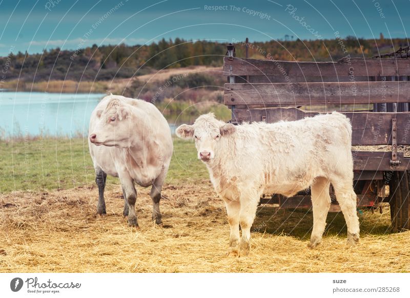 Fleckenfrei Umwelt Natur Tier Himmel Sommer Wiese Seeufer Lastwagen Anhänger Nutztier Kuh 2 Tierjunges authentisch natürlich niedlich schön Landleben