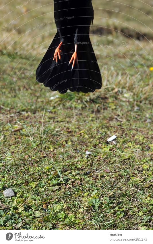 Endlich Nichtraucher Tier Herbst Gras Vogel 1 grün schwarz abheben wegfahren Füße Dohle Zigarette Farbfoto Außenaufnahme Textfreiraum unten Tag