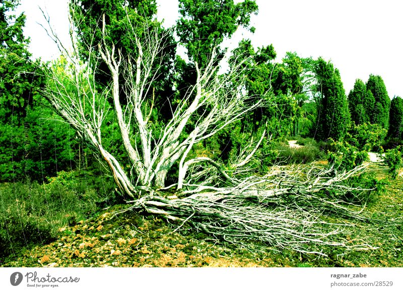 !?! Wald grün Kontrast ohne titel