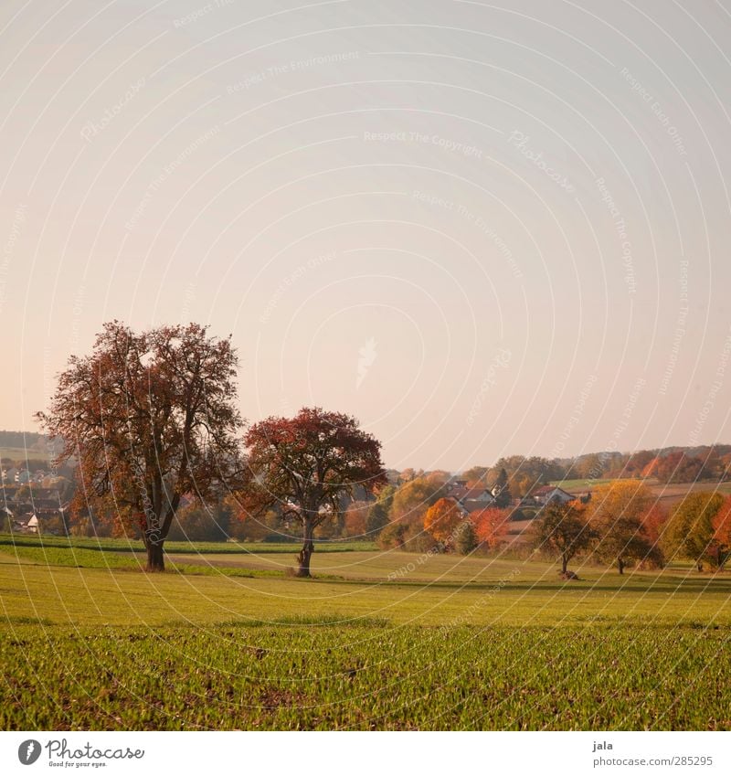 oktober Umwelt Natur Landschaft Pflanze Himmel Herbst Baum Gras Grünpflanze Nutzpflanze Feld Dorf natürlich Farbfoto Außenaufnahme Menschenleer