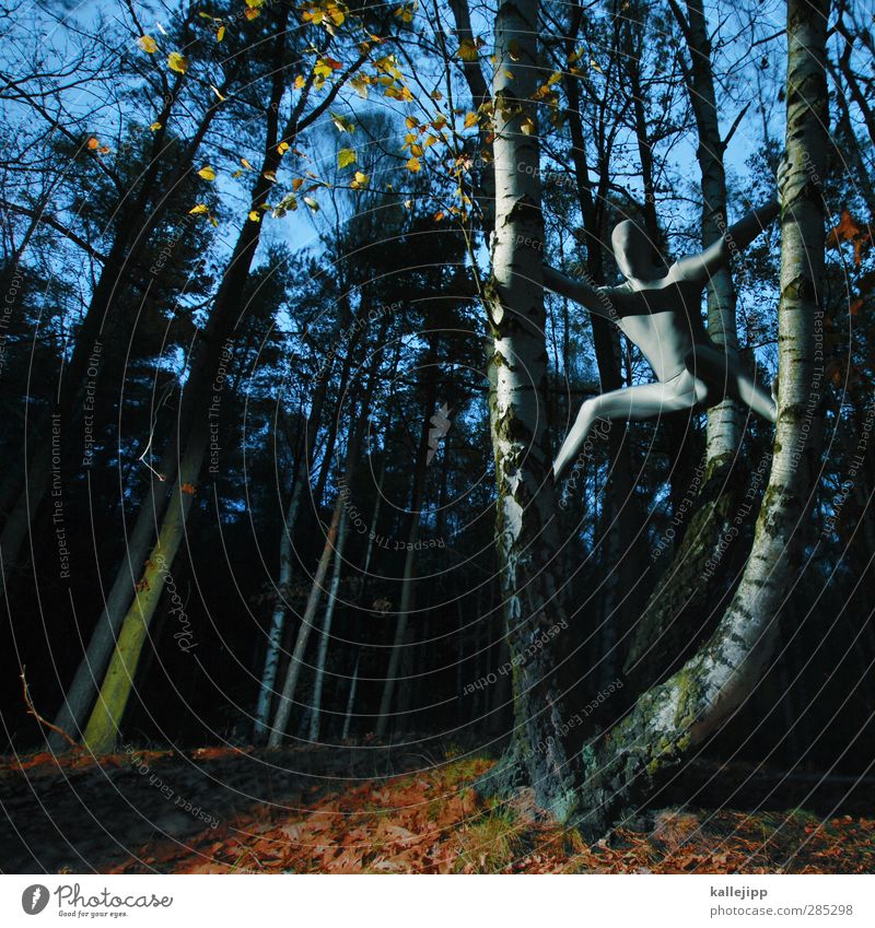 silberrücken Mensch maskulin Mann Erwachsene Körper Haut 1 Umwelt Natur Landschaft Wald Mode Bekleidung Schutzbekleidung Birke Klettern Held spiderman