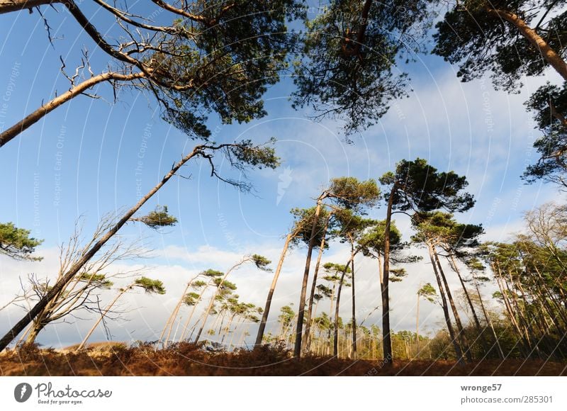 Windflüchter II Natur Landschaft Pflanze Himmel Herbst Schönes Wetter Baum Gras Farn Wald Ostsee Insel Fischland-Darß-Zingst Küstenwald Abenteuer Einsamkeit