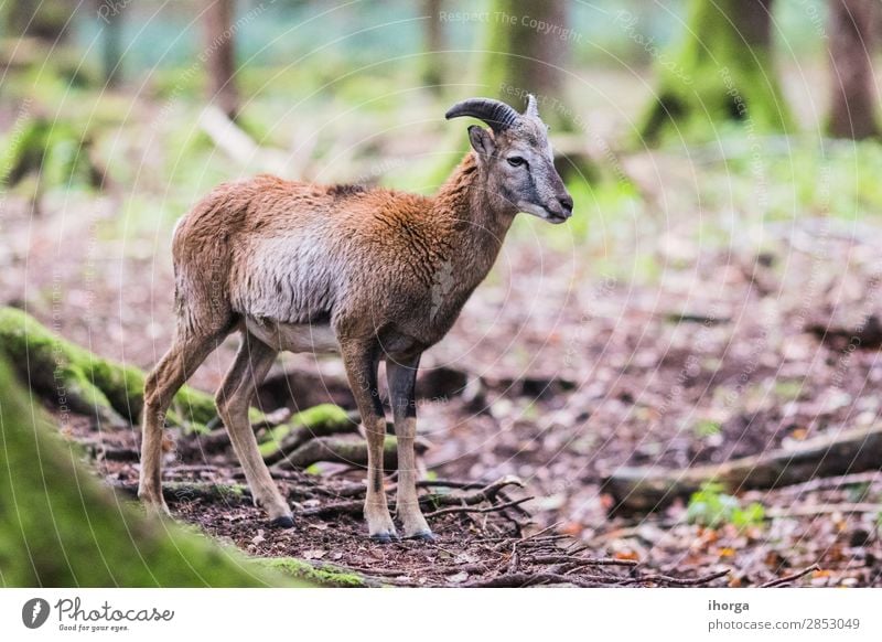 männlicher Mufflon im Wald Berge u. Gebirge Natur Tier Pelzmantel Wildtier 1 natürlich niedlich wild braun grün weiß Europäer Hupe majestätisch Säugetier