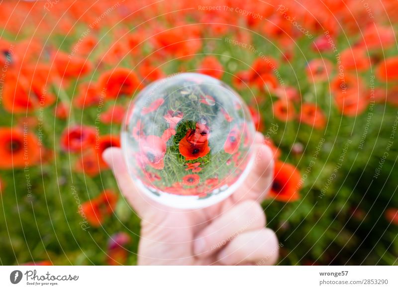 Mohnfeld in der Glaskugel Natur Pflanze Sommer Blüte Nutzpflanze Feld mehrfarbig grün rot Mohnblüte Querformat Farbfoto Außenaufnahme Experiment