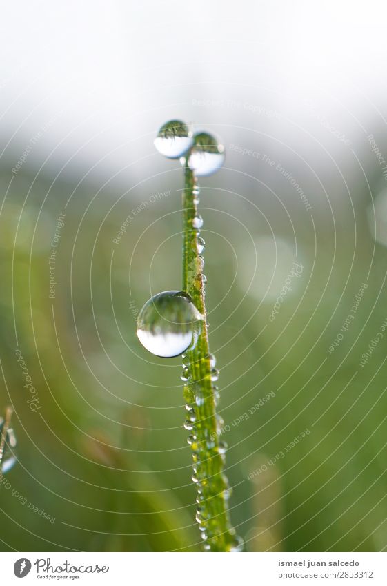 Tropfen auf die grüne Pflanze Gras Blatt Regen glänzend hell Garten geblümt Natur abstrakt Konsistenz frisch Außenaufnahme Hintergrund neutral Beautyfotografie