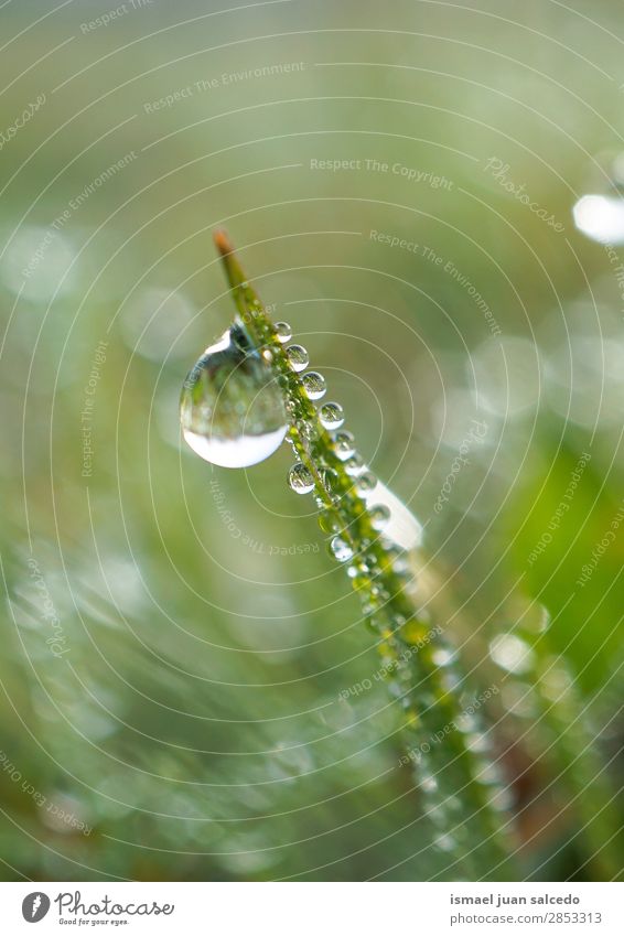 Tropfen auf den grünen Blättern Gras Pflanze Blatt Regen glänzend hell Garten geblümt Natur abstrakt Konsistenz frisch Außenaufnahme Hintergrund