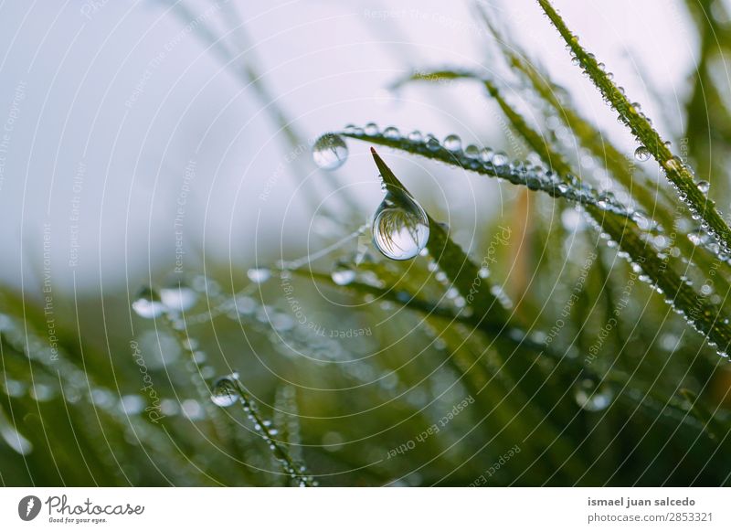 Tropfen auf die grüne Pflanze Gras Blatt Regen glänzend hell Garten geblümt Natur abstrakt Konsistenz frisch Außenaufnahme Hintergrund Beautyfotografie