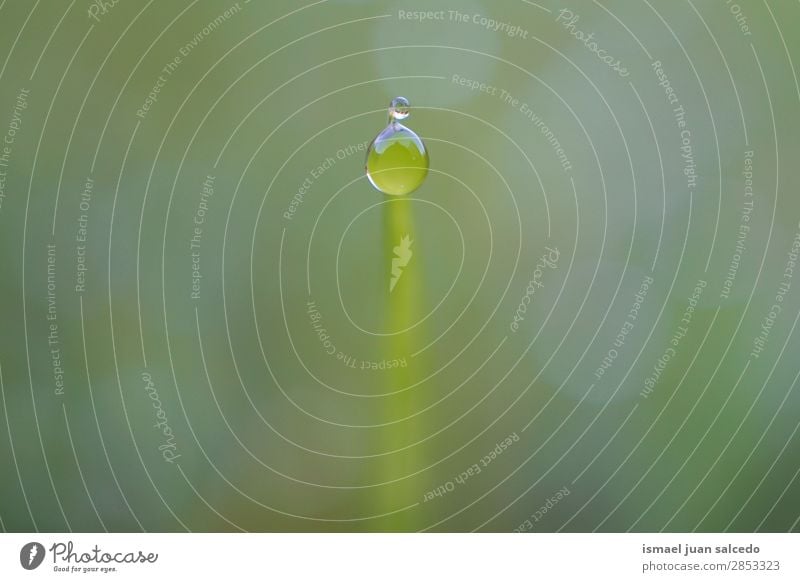 Tropfen auf die Pflanze Gras Blatt grün Regen glänzend hell Garten geblümt Natur abstrakt Konsistenz frisch Außenaufnahme Hintergrund Beautyfotografie