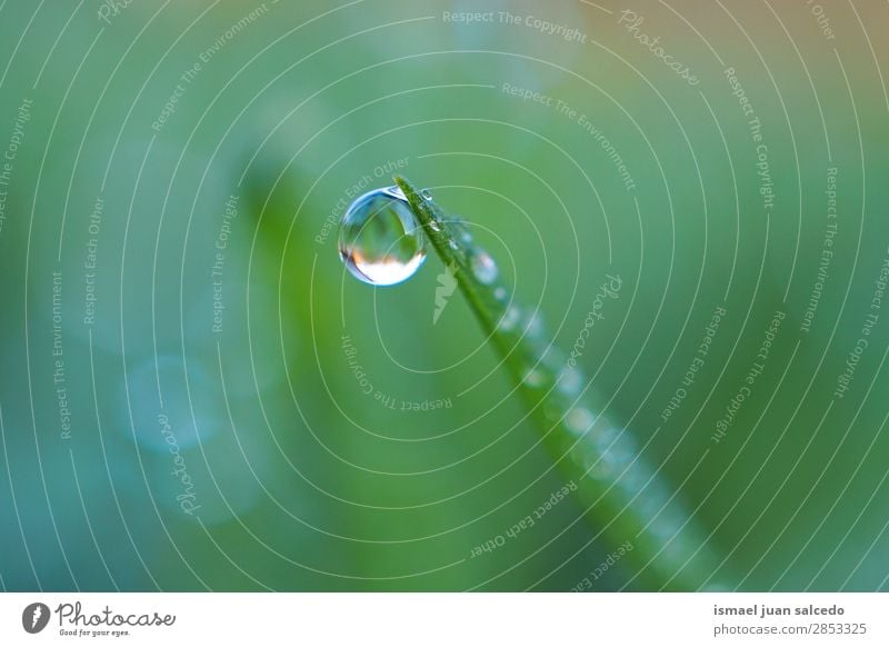 Tropfen auf das Gras Pflanze Blatt grün Regen glänzend hell Garten geblümt Natur abstrakt Konsistenz frisch Außenaufnahme Hintergrund Beautyfotografie