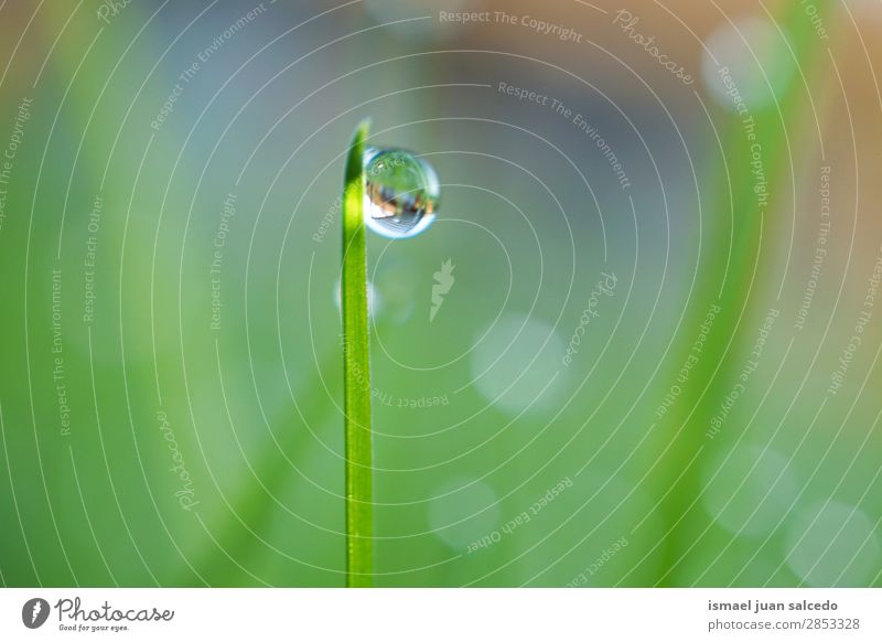 Tropfen auf die grünen Blätter Gras Pflanze Blatt Regen glänzend hell Garten geblümt Natur abstrakt Konsistenz frisch Außenaufnahme Hintergrund Beautyfotografie