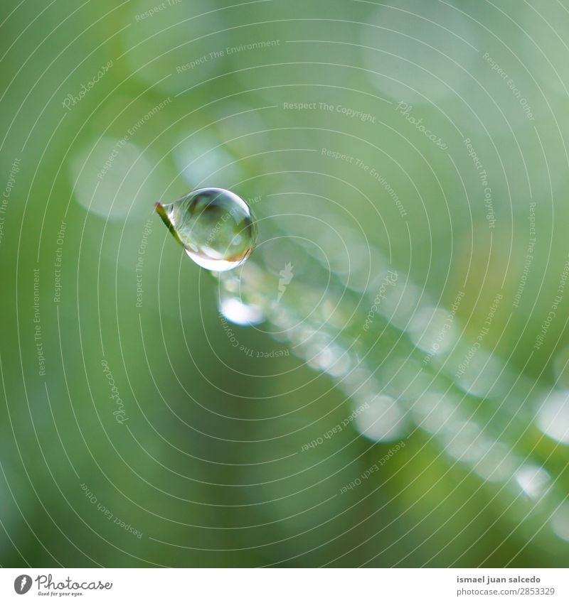 Tropfen auf die grüne Pflanze Gras Blatt Regen glänzend hell Garten geblümt Natur abstrakt Konsistenz frisch Außenaufnahme Hintergrund Beautyfotografie