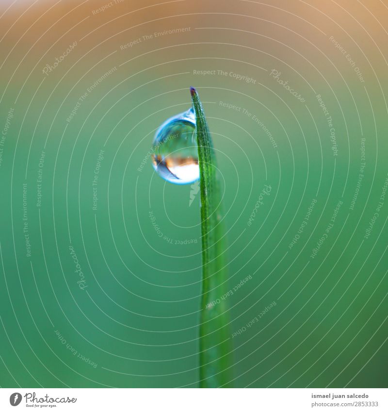 Tropfen auf das grüne Blatt Gras Pflanze Regen glänzend hell Garten geblümt Natur abstrakt Konsistenz frisch Außenaufnahme Hintergrund Beautyfotografie