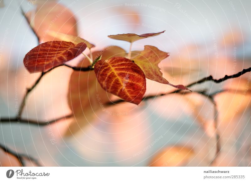 Herbstblätter Natur Pflanze Baum Blatt Buche frisch schön braun mehrfarbig gelb grau Romantik träumen Umwelt Umweltschutz Ast Zweig Farbfoto Außenaufnahme