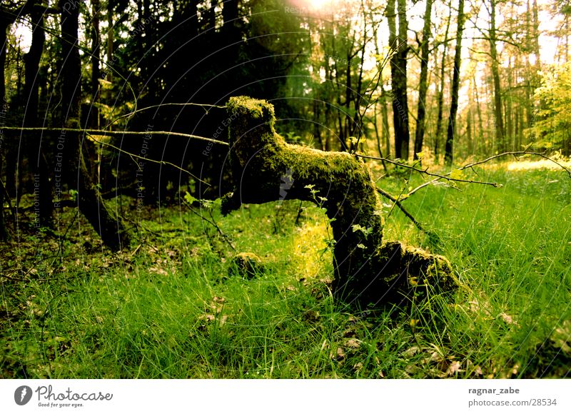 greening Baumstumpf grün Wald Frühling April Ast drehen alt