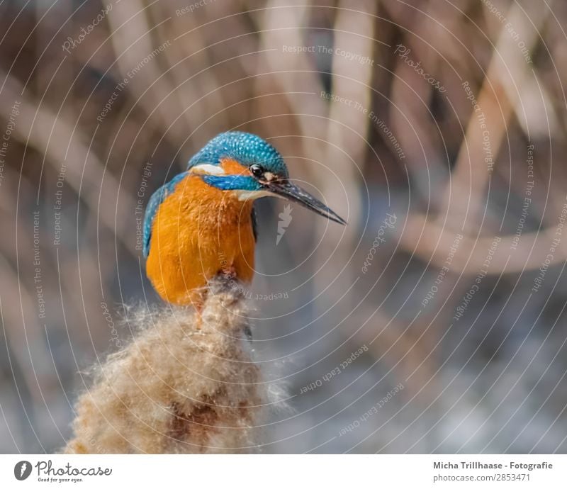 Eisvogel am Fluss Natur Tier Wasser Sonnenlicht Schönes Wetter Schilfrohr Flussufer Wildtier Vogel Tiergesicht Flügel Eisvögel Schnabel Feder Auge 1 beobachten