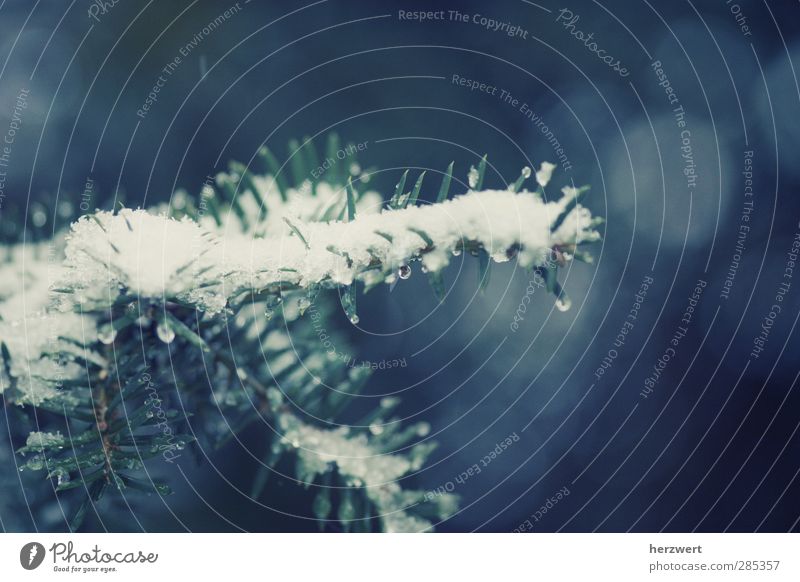 First snow Umwelt Natur Winter Wetter Schnee Baum Stimmung Kraft Nadelbaum Gedeckte Farben Außenaufnahme Menschenleer Licht Schatten