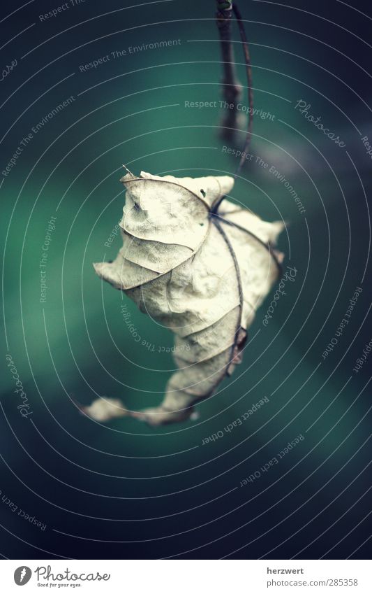 Wenn Worte fehlen Umwelt Natur Pflanze Tier Herbst Blatt Gefühle Herbstlaub Vergänglichkeit Gedeckte Farben Außenaufnahme Makroaufnahme Menschenleer