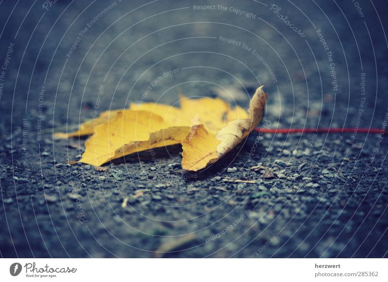 Und dann ist es Herbst Umwelt Natur Erde Wetter Blatt Traurigkeit dehydrieren Gefühle Einsamkeit Verfall Vergänglichkeit Trauer Farbfoto Schwarzweißfoto