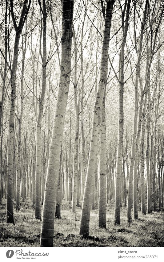 Birkenwald in Schwarzweiß Hochformat Wellness harmonisch Sinnesorgane Erholung Ferien & Urlaub & Reisen Gemälde Natur Landschaft Pflanze Baum Gras Wald leuchten