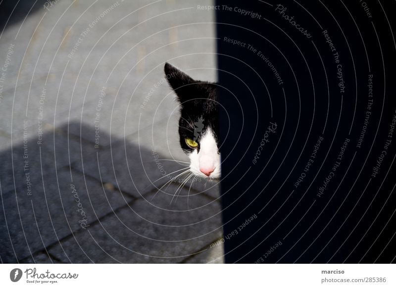 shy cat Tier Haustier Katze 1 listig Tierliebe Schüchternheit Farbfoto Gedeckte Farben Außenaufnahme Textfreiraum links Textfreiraum rechts Tag Licht Schatten