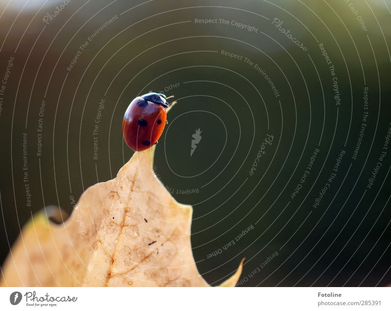 Das ist der Gipfel! ;-) Umwelt Natur Pflanze Tier Herbst Schönes Wetter Blatt hell klein natürlich braun grün rot schwarz Marienkäfer Klettern krabbeln