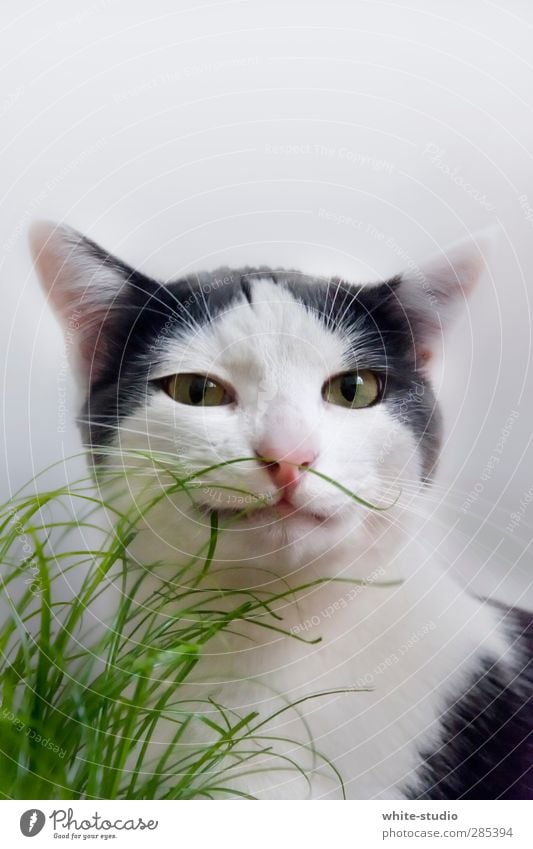 Frecher Typ Katze Neugier Kater Katzenbaby Katzenauge Katzenfreund Katzenohr Porträt Gras verstecken grün Zwinkern Junge schlitzohrig Schlitzohr Schlitzauge