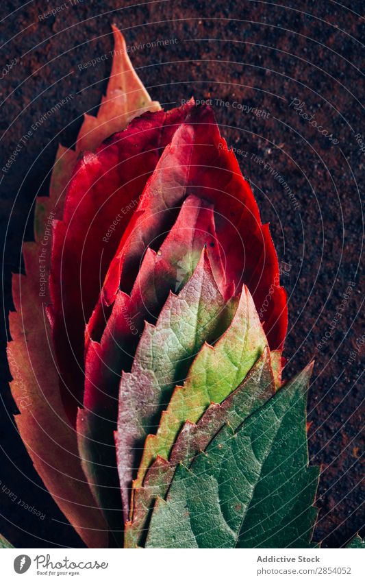 Blätter mit Gefälle im Herbst Hintergrundbild braun Nahaufnahme Blatt Steigung grün Orange Wilder Wein Jahreszeiten September Konsistenz Baum