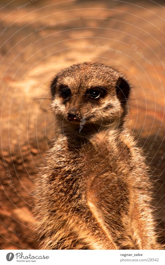 erdmann Erdmännchen Beuteltiere Zoo Tier Afrika Neugier Fell Kebab Blick faulenzen Tiergarten Zugtier beobachten emmen Partizipation Dönerkebab arbeitssüchtiger