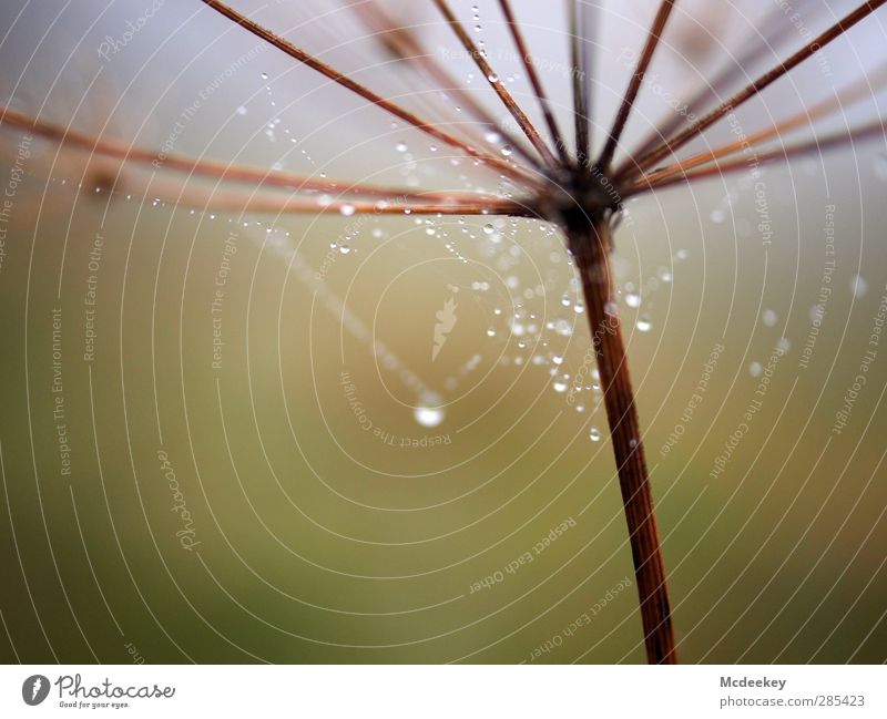 Morgentau (I) Umwelt Natur Landschaft Pflanze Wasser Wassertropfen Herbst Nebel Gras Sträucher Wiese Feld authentisch dünn eckig einfach kalt klein nass