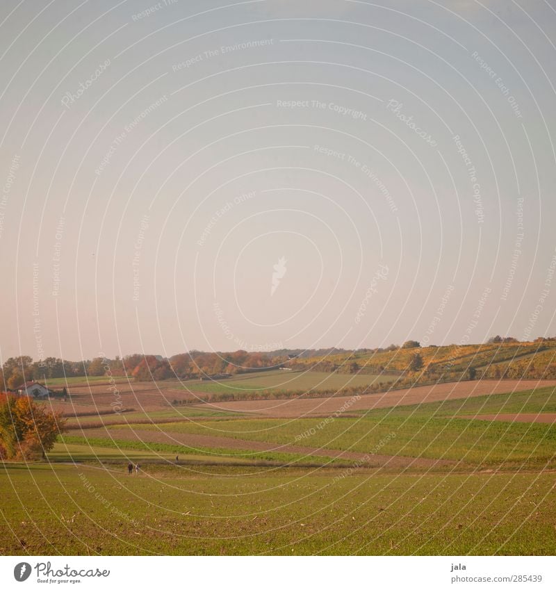 ländle Umwelt Natur Landschaft Pflanze Himmel Wolkenloser Himmel Herbst Baum Gras Grünpflanze Nutzpflanze Wildpflanze Wiese Feld Hügel natürlich Farbfoto