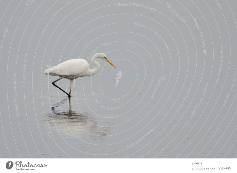 seegang Umwelt Natur Tier Wildtier Vogel 1 grau weiß Reiher Silberreiher Schreitvögel Reflexion & Spiegelung Farbfoto Außenaufnahme Menschenleer