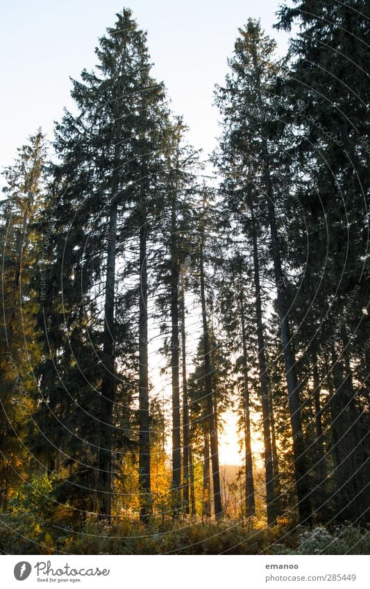 Schwarzwald II Ferien & Urlaub & Reisen Ausflug Berge u. Gebirge wandern Umwelt Natur Landschaft Pflanze Himmel Sonne Herbst Klima Wetter Baum Nutzpflanze Park