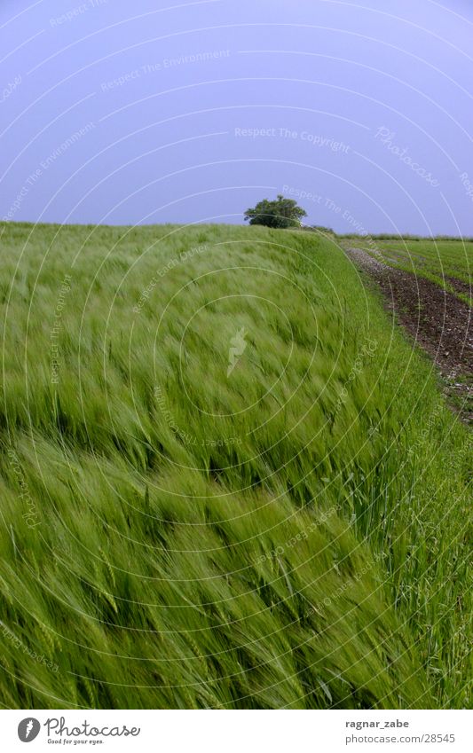 green green gerste grün Sommer Gerste Roggen Münster weizen?