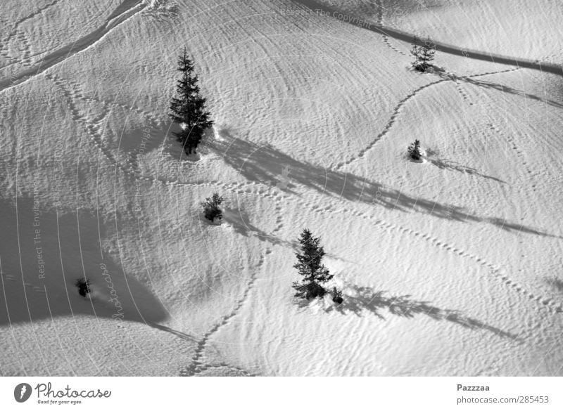 Verkehrsknotenpunkt Skier Skipiste Pflanze Tier Eis Frost Schnee Baum Alpen Berge u. Gebirge Verkehrswege Wege & Pfade Wegkreuzung Fährte 2 laufen wandern