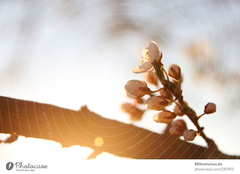 „Sie haben eine blühende Fantasie!“ Pflanze Baum Blüte Nutzpflanze natürlich schön Blühend Blendenfleck Farbfoto Außenaufnahme Detailaufnahme Tag Abend