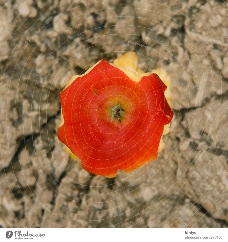 eaten apple on the rock Apfel Essen leuchten ästhetisch außergewöhnlich Gesundheit saftig rot genießen Natur Apfelbutzen Rest Kerngehäuse Apfelgriebs