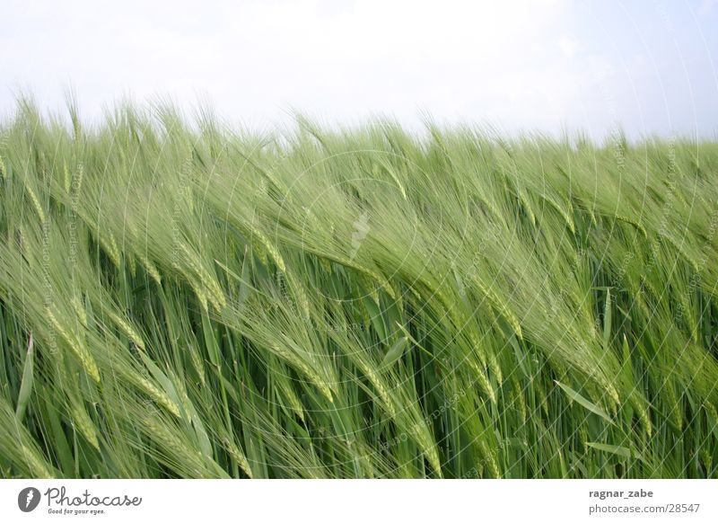 green grün Frühling Gerste Roggen Getreide weizen ?