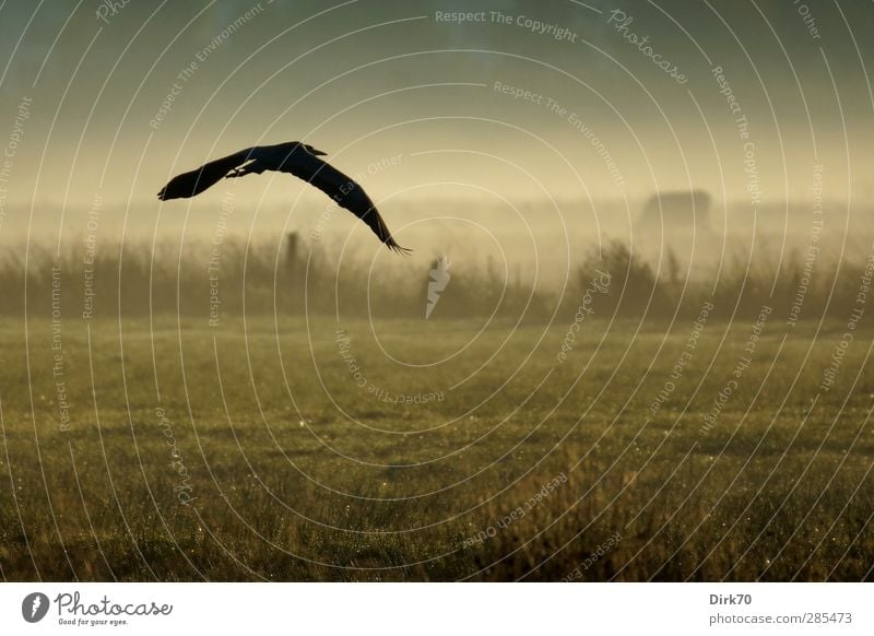 Reiher im Flug mit Kuh im Morgennebel Landwirtschaft Forstwirtschaft Natur Landschaft Nebel Gras Sträucher Wiese Feld Weide Zaun Weidezaun Tier Wildtier Vogel