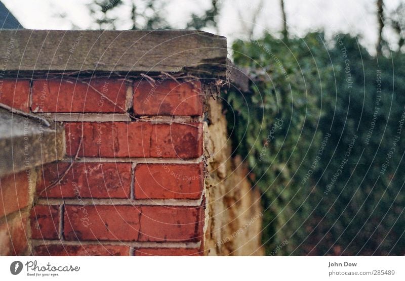 (T)Eppich III Pflanze Sträucher Stadtrand Mauer Wand Wachstum Zusammenhalt Mauerstreifen Backstein Efeu Ranke bewachsen Kletterpflanzen Friedhof Verhext