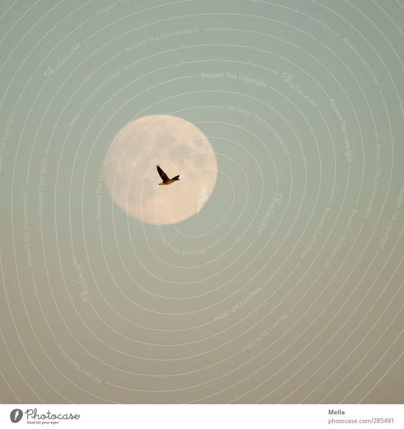 Moonlight Flying Umwelt Natur Luft Himmel Wolkenloser Himmel Mond Vollmond Tier Vogel Gans Wildgans 1 fliegen leuchten frei schön Kitsch Freiheit Farbfoto