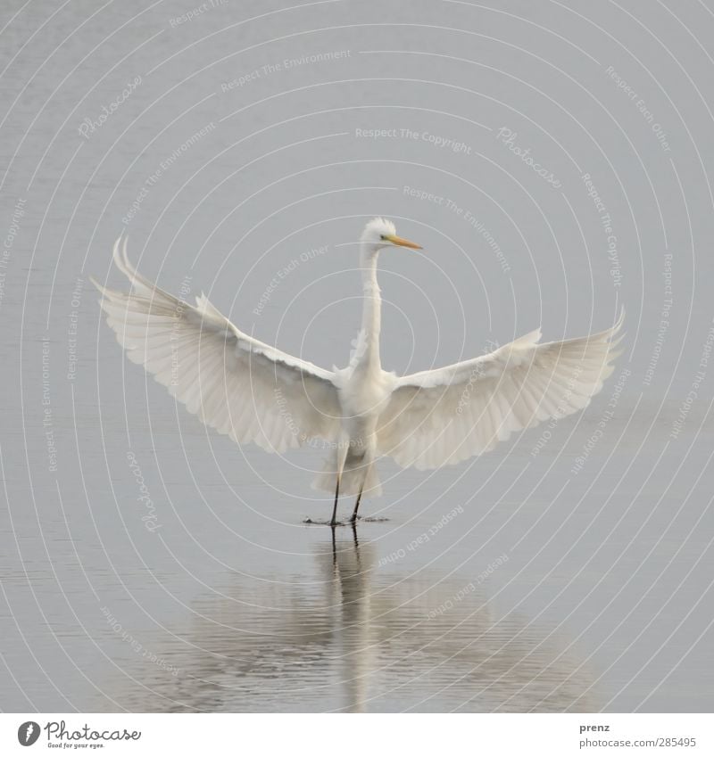 ganz in weiß Umwelt Natur Pflanze Tier Wildtier 1 grau Silberreiher Reiher Vogel See flattern Farbfoto Außenaufnahme Menschenleer Textfreiraum oben Tag