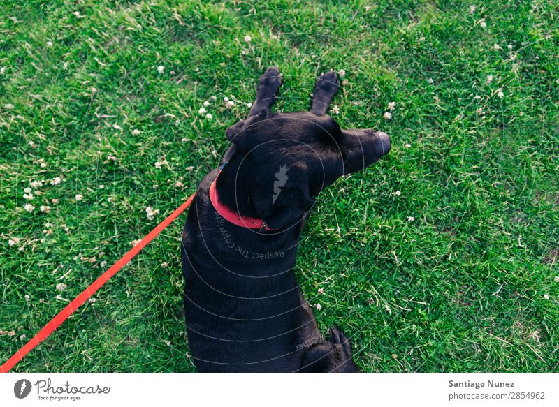 ruhender Hund mit seinem Besitzer. Mann Haustier Park Mensch grün anleinen laufen Tier rennen Glück Lifestyle Erwachsene Typ Sommer Kaukasier Freude Gras