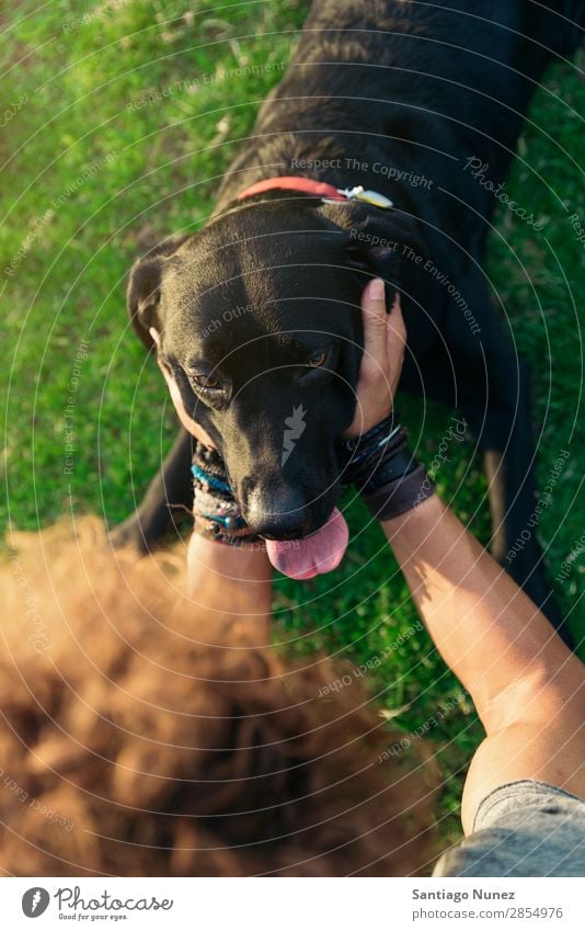 Der Mann hat Spaß mit seinem Hund. Haustier Park Besitzer Mensch grün anleinen laufen Tier Streicheln Glück Lifestyle Erwachsene Typ Himmel Sommer Kaukasier