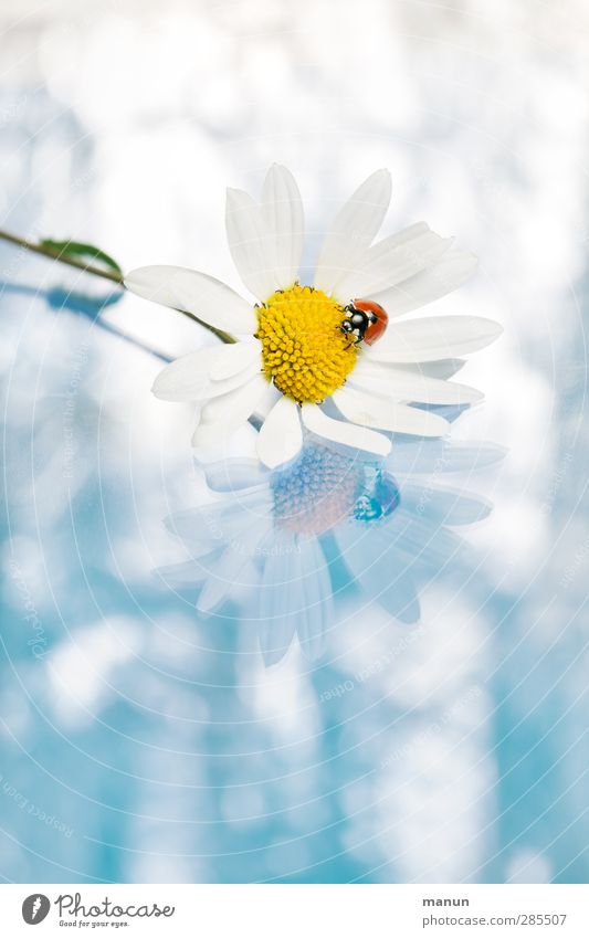 Ladybug Feste & Feiern Hochzeit Geburtstag Taufe Natur Blüte Margerite Tier Wildtier Käfer Marienkäfer 1 Zeichen Glücksbringer Fröhlichkeit blau weiß Gefühle