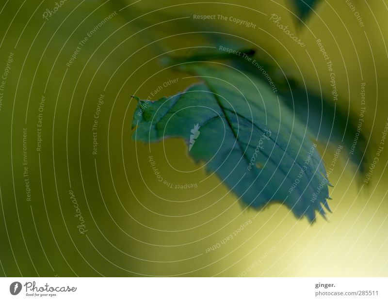 Noch grün (hinter den Ohren) und schon total angefressen Umwelt Natur Pflanze Herbst Sträucher Blatt Grünpflanze Blattadern Blattgrün unregelmäßig